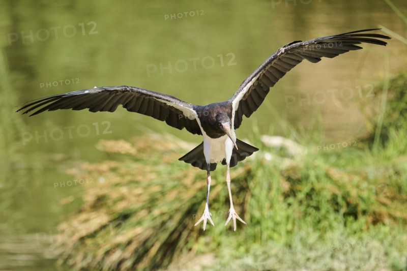 Abdim's Storks (Ciconia abdimii), flying, Spain, Europe