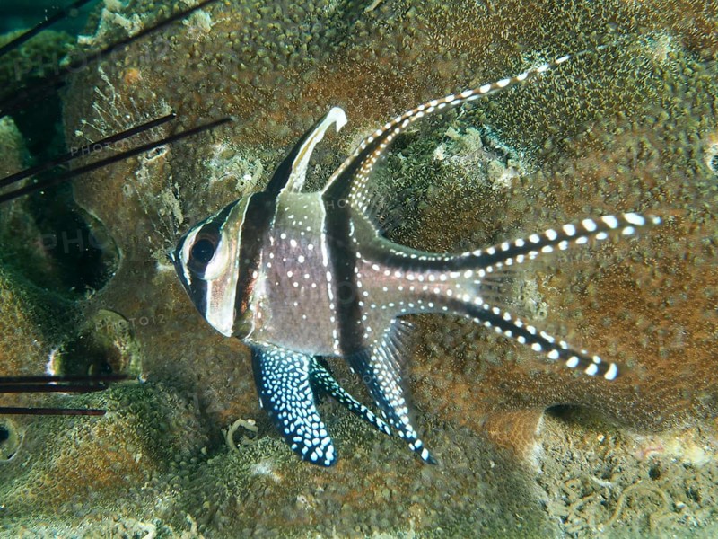 A cardinalfish with distinctive black and white stripes, Banggai cardinalfish (Pterapogon kauderni), in front of corals, dive site Secret Bay, Gilimanuk, Bali, Indonesia, Asia