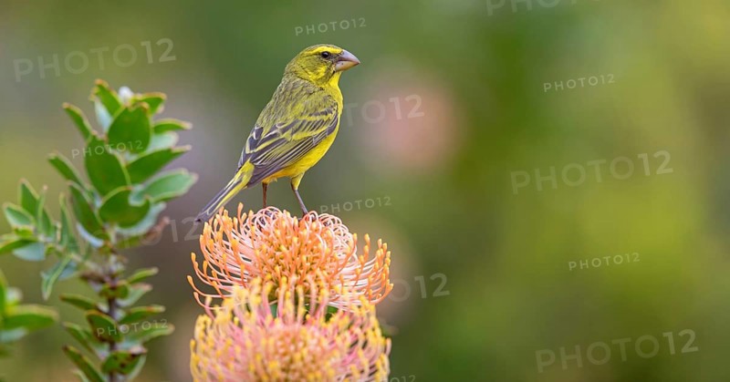 Brimstone canary (Crithagra sulphurata), Harold Porter National Botanical, Betty's Bay, Western Cape, South Africa, Africa