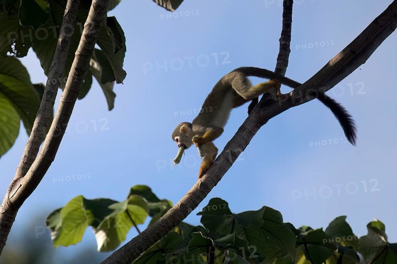 Collin's Squirrel Monkey, Saimiri collinsii, eating a fruit, Amazon basin, Brazil, South America