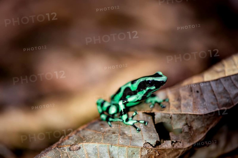 Green and black poison dart frog (Dendrobates auratus) on a leaf, Heredia Province, Costa Rica, Central America