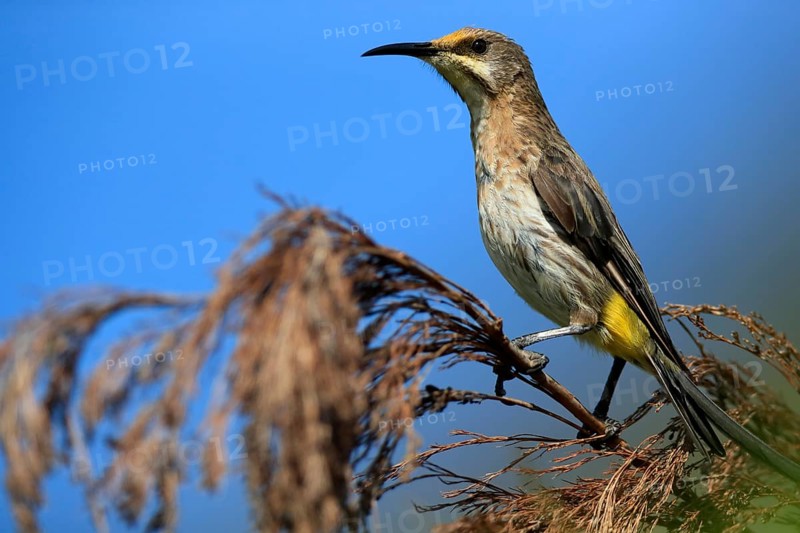 Cape Honeybird (Promerops cafer), adult, female, perch, Kirstenbosch Botanical Gardens, Cape Town, South Africa, Africa