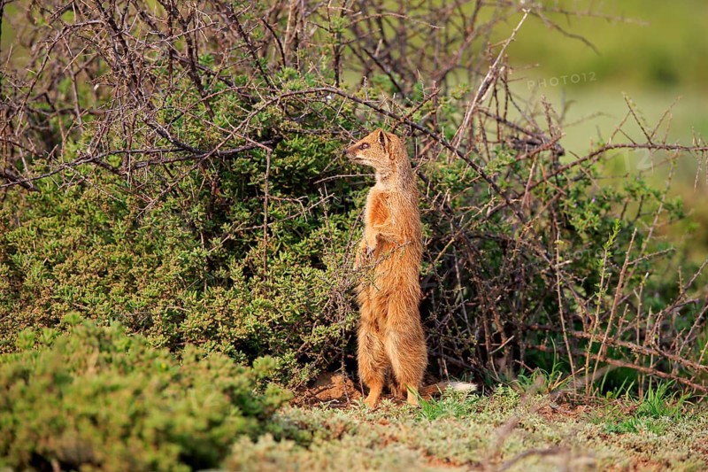 Yellow mongoose (Cynictis penicillata), adult, standing upright, alert, Mountain Zebra National Park, Eastern Cape, South Africa, Africa
