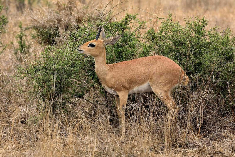 Steenbok (Raphicerus campestris), adult, male, feeding, vigilant, dwarf antelope, Kruger National Park, Kruger National Park, Kruger National Park South Africa