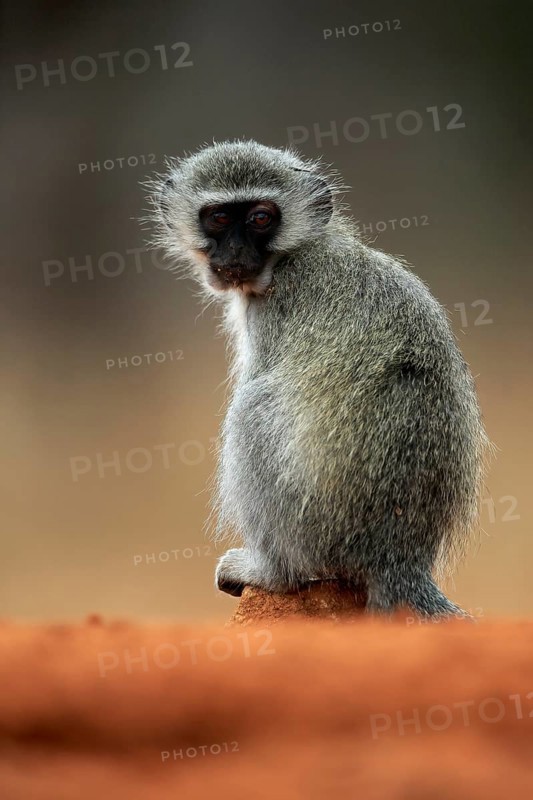 Vervet Monkey (Chlorocebus pygerythrus), adult, at the water, sitting, alert, Kruger National Park, Kruger National Park, Kruger National Park South Africa