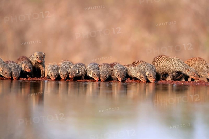 Zebra mongoose (Mungos mungo), adult, group, at the water, drinking, Kruger National Park, Kruger National Park, Kruger National Park South Africa