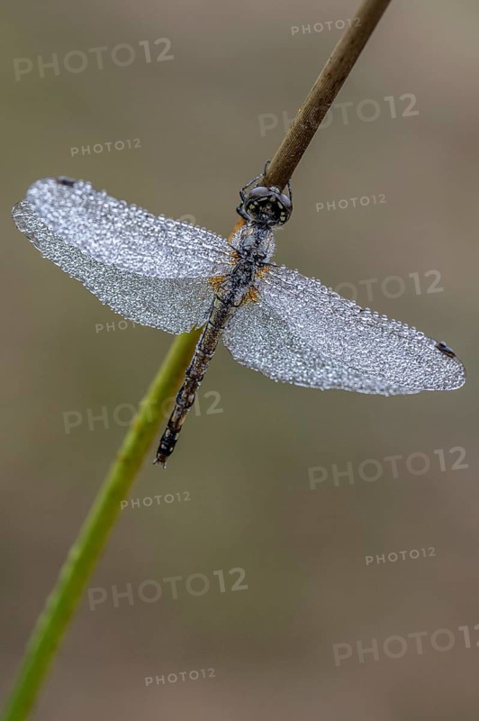Black Darter (Sympetrum danae), Emsland, Lower Saxony, Germany, Europe