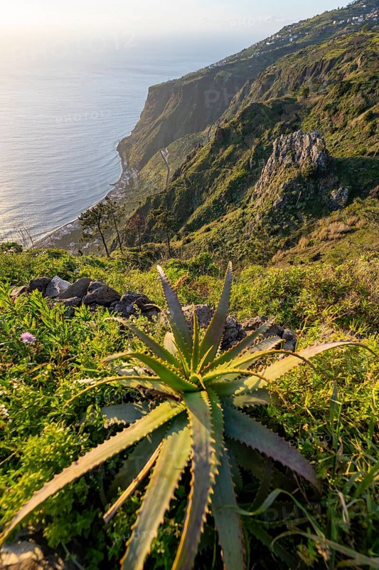 Agave, evening mood, green coastal landscape on a steep cliff, sea and coast, viewpoint Miradouro da Raposeira, Paul do Mar, Madeira, Portugal, Europe