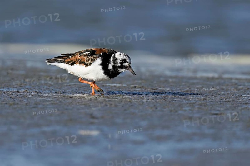 Turnstone (Arenaria interpres), foraging in the mudflats at low tide, Texel, North Holland, Netherlands