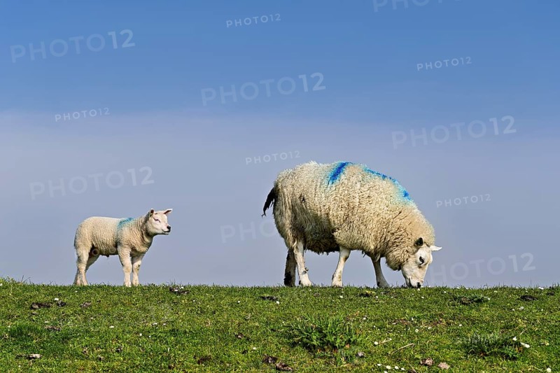 Domestic sheep (Ovis aries), mother with lamb standing in a meadow, Texel, North Holland, Netherlands
