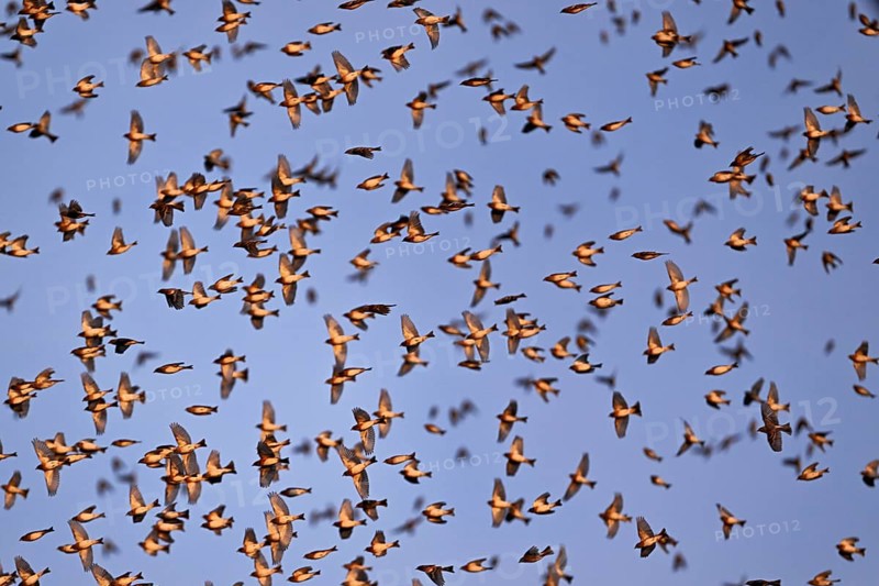 Approximately 1 million bramblings (Fringilla montifringilla), in flight over their roost at dusk, Oberaargau, Canton Bern, Switzerland, Europe