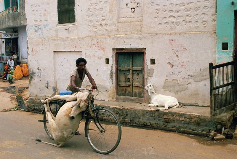 A scavenger is removing the carcass of a cow (Rajasthan, India), Scavengers belong to the lowest castes of the hindu caste system