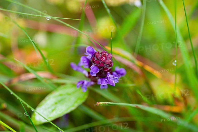 Common selfheal (Prunella vulgaris), flower, nature photograph, Tynset, Innlandet, Norway, Europe