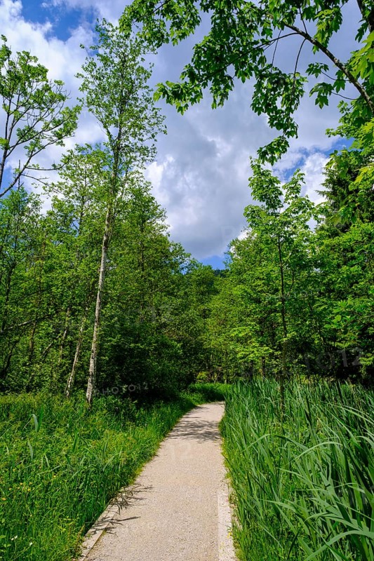 Hiking trail at Barmsee, Krün, Werdenfelser Land, Upper Bavaria, Bavaria, Germany, Europe