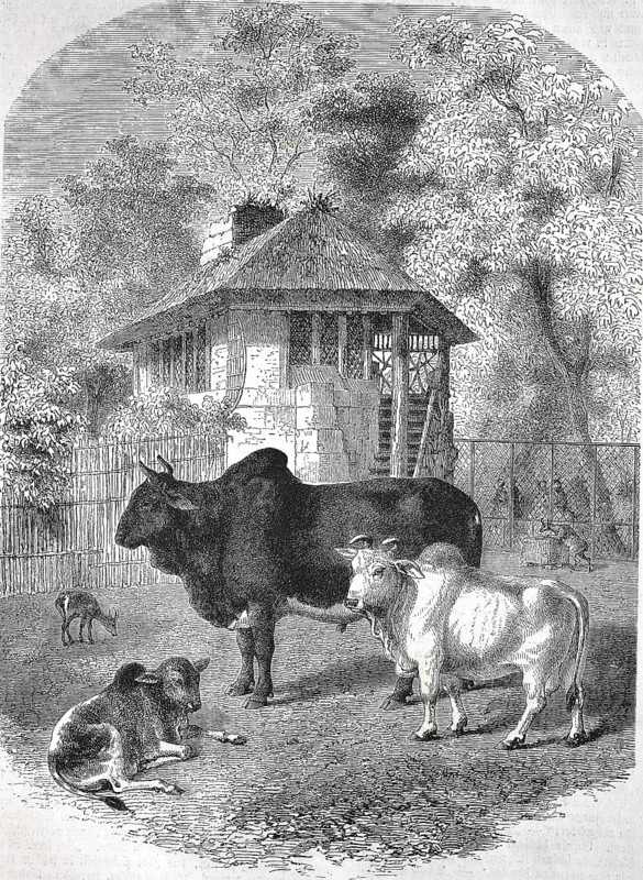 Historic, digitally restored reproduction from a 19th century original, Record date not stated, Zebu cattle, Zebu, humpback cattle, Bos indicus