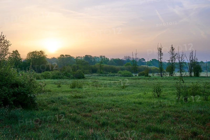 Peaceful landscape with trees and meadow in the fog at sunrise, Erlensee, Hanau, Hesse, Germany, Europe