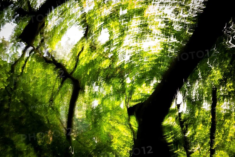 Beech, light reflections, wiped image, Humlebæk, Nivå Bugt, Hovedstaden, Øresund coast, Denmark, Europe