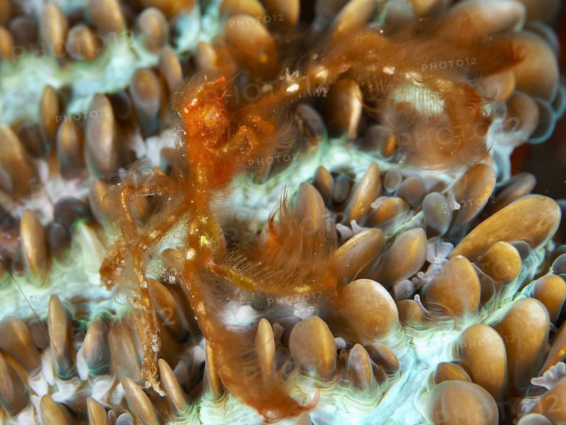 An orange crab, orang-utan crab (Achaeus japonicus), on colourful patterned coral structures, dive site Gondol East, Penyapangan, Bali, Indonesia, Asia