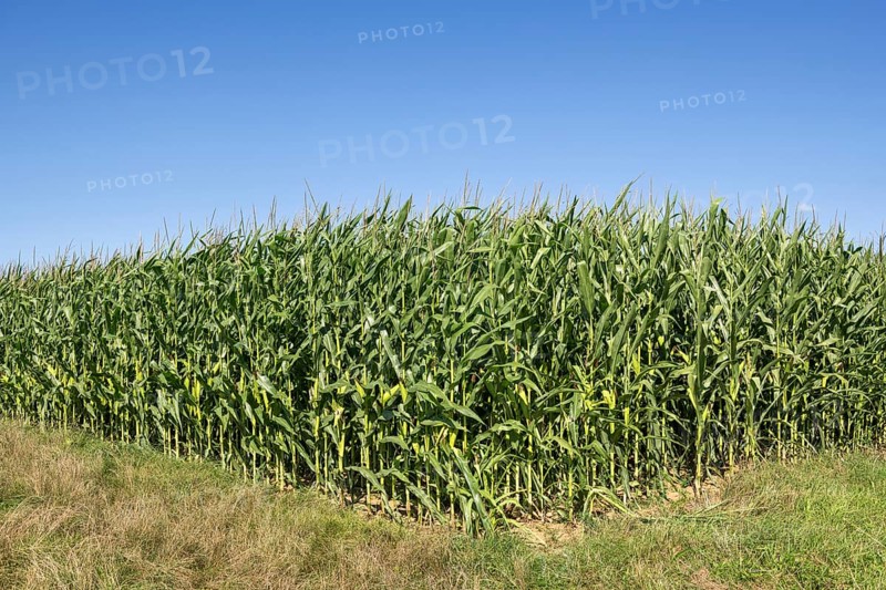 Symbolic image, renewable energies, maize plants, biogas plant, feed maize, maize cobs, immature, Baden-Württemberg, Germany, Europe