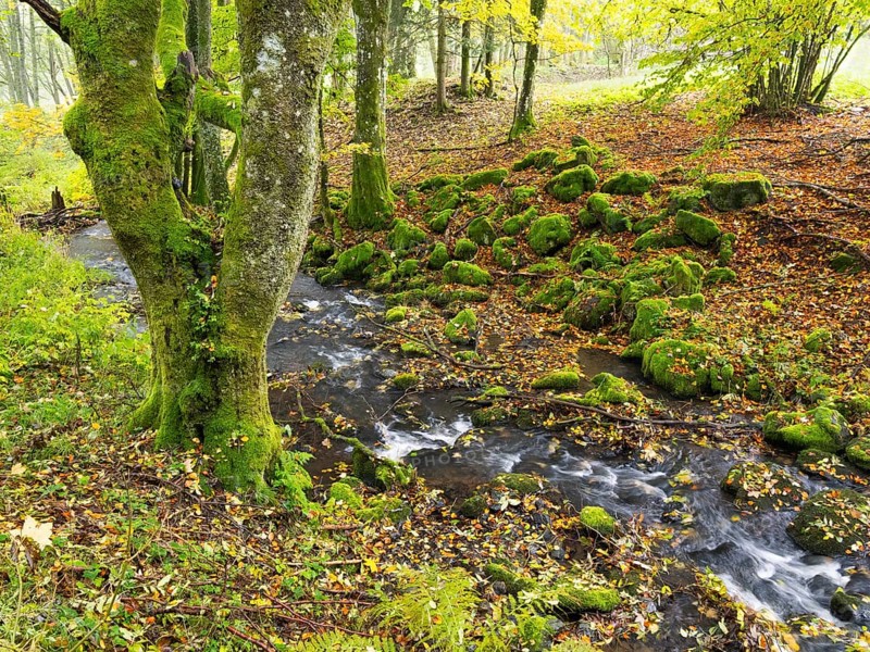 Hill Stream, the Schwartzbach, moss covered boulders and trees, and surrounding forest in autumn colour. The Rhön UNESCO Biosphere nature reserve, county Bavaria, Germany, Europe