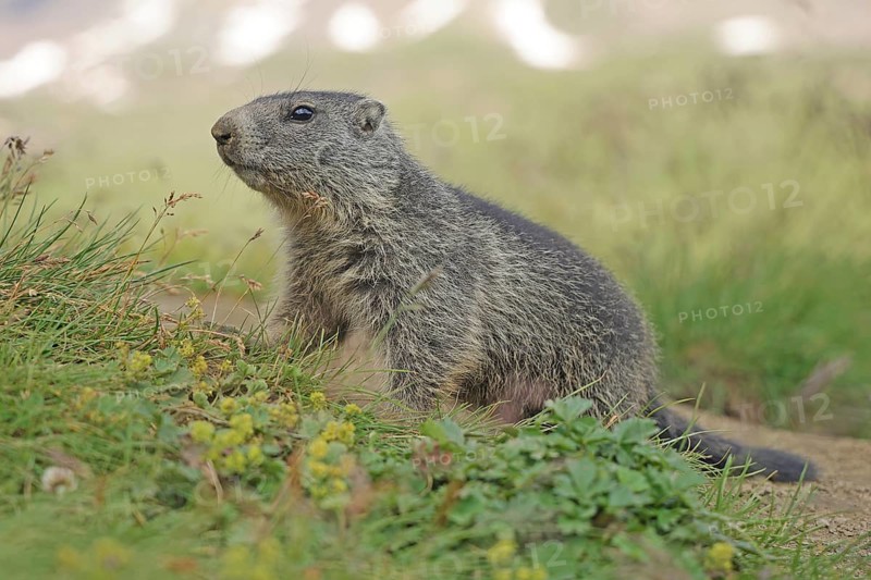 Marmot (Marmota), Grossglockner High Alpine Road, Salzburger Land, Austria, Europe