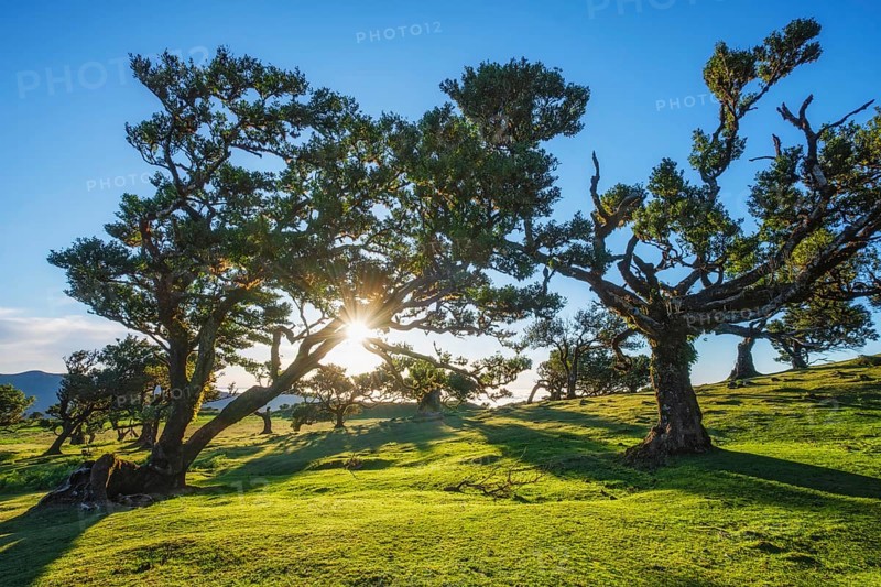 Centuries-old til trees in fantastic magical idyllic Fanal Laurisilva forest on sunset. Madeira island, Portugal, Europe