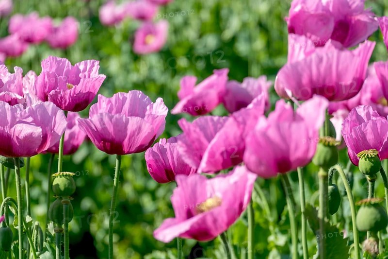 Opium poppy (Papaver somniferum), cultivation of edible poppy, poppy field, Donnersbergkreis, Palatinate, Rhineland-Palatinate