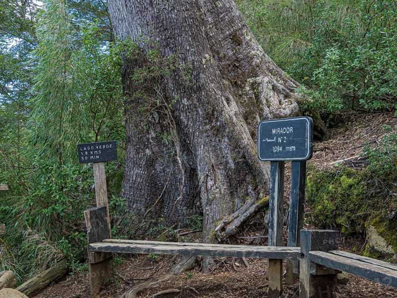 Park Huerquehue near Pucon, viewpoint No. 2 on hiking trail Los Lagos, signpost to Lago Verde, La Araucania, Chile, South America
