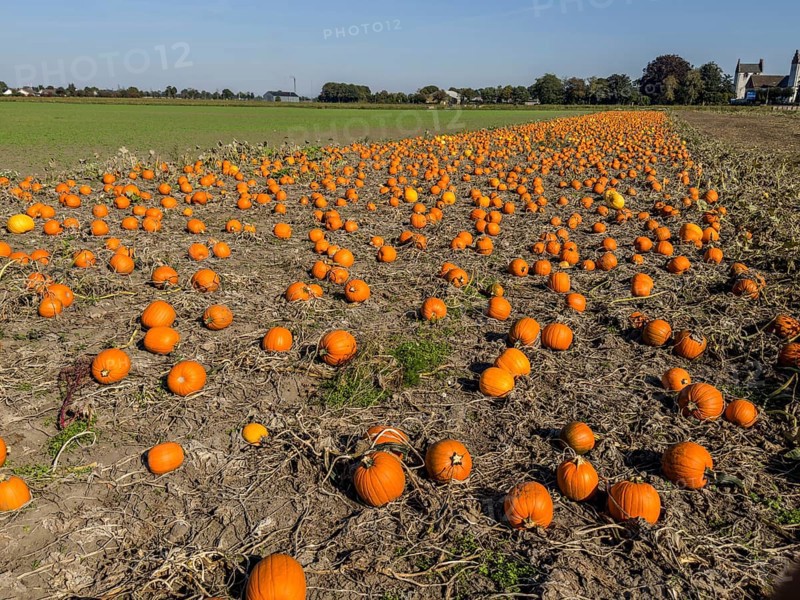 Pumpkin field with ripe pumpkins in Löderup, Ystad municipality, Skåne county, Sweden, Scandinavia, Europe
