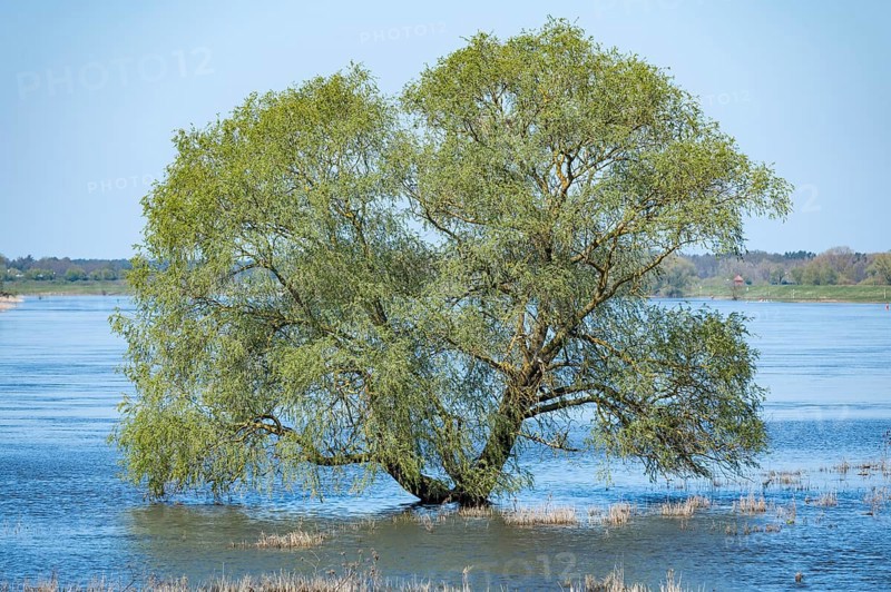 Willow (Salix) standing in the water, Elbe floodplain, floodplain landscape, UNESCO Biosphere Reserve River Landscape ELBE, Mecklenburg-Western Pomerania, Germany, Europe