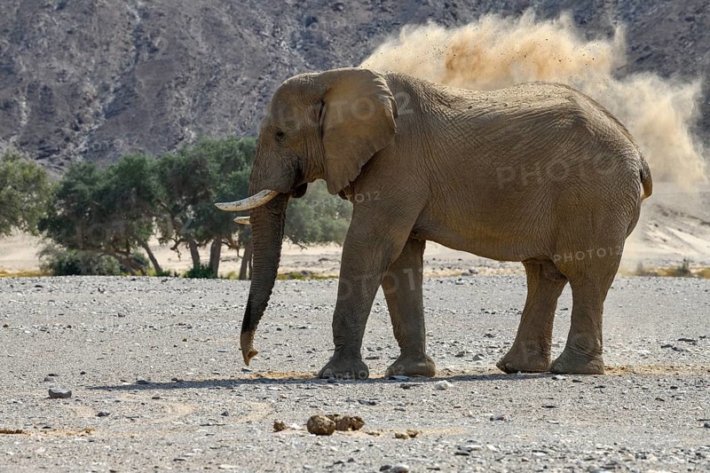 Desert elephant (Loxodonta africana) taking a sand bath in the Hoanib dry river, Kaokoveld, Kunene region, Namibia, Africa