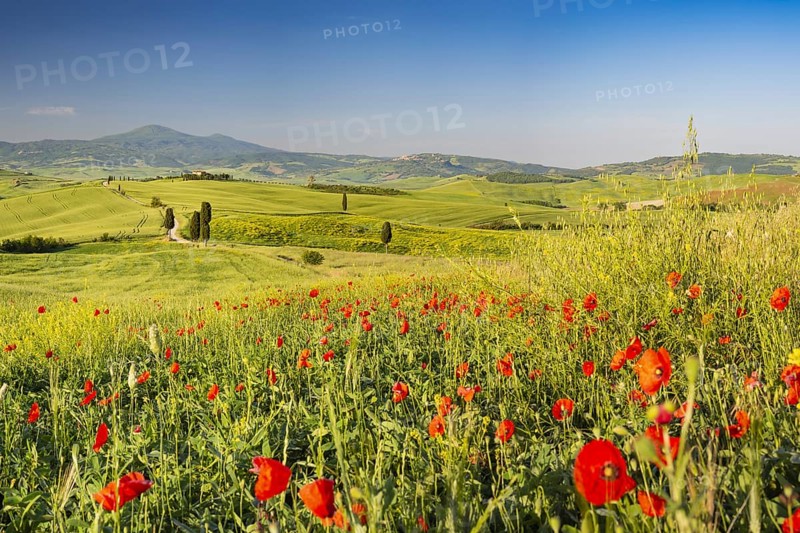 Landscape at sunrise around Pienza, Val d'Orcia, Orcia Valley, UNESCO World Heritage Site, Province of Siena, Tuscany, Italy, Europe