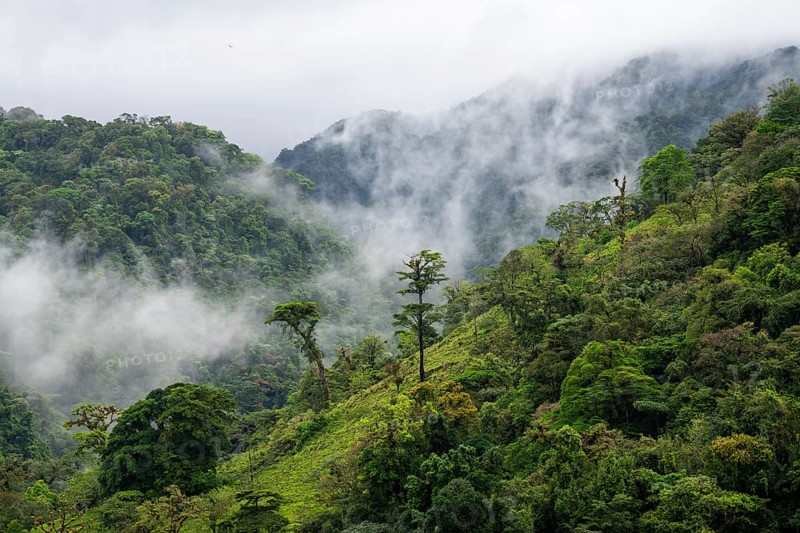 Fog drifts through the rainforest, treetops in the dense forest, mountain rainforest, Alajuela province, Costa Rica, Central America