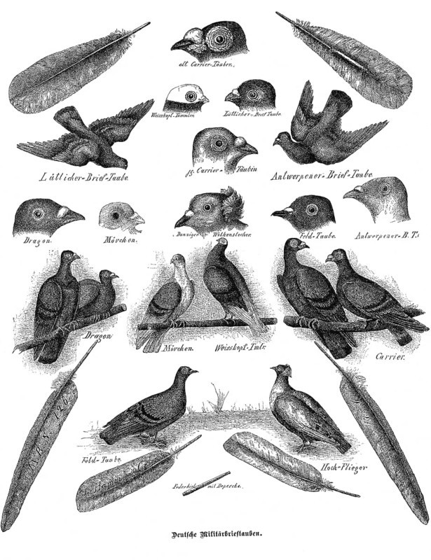 German carrier pigeons, military carrier pigeons, various breeds in portrait, Historical, digitally restored reproduction from a 19th century original, around 1890, Record date not stated