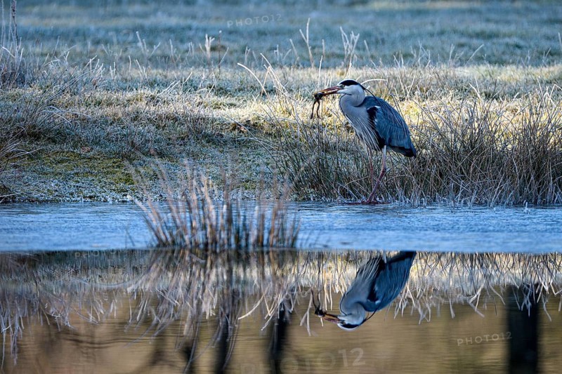 Grey heron (Ardea cinerea), hunting, with captured Common Frog, reflection in the water, Dingdener Heide nature reserve, North Rhine-Westphalia, Germany, Europe