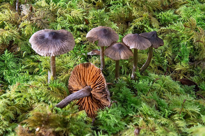 Brown cracked mushrooms (Inocybe) protruding from dense moss in the forest, Baden-Württemberg, Germany, Europe