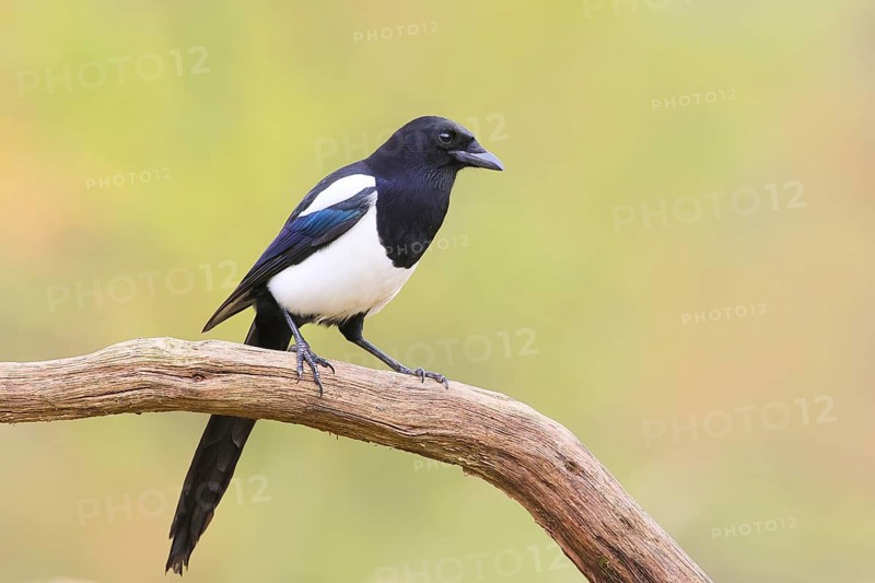 Magpie, (Pica pica) sitting on a branch with contrasting blue, black and white feathers, wildlife, corvid, nature photography, Siegerland, North Rhine-Westphalia, Germany, Europe