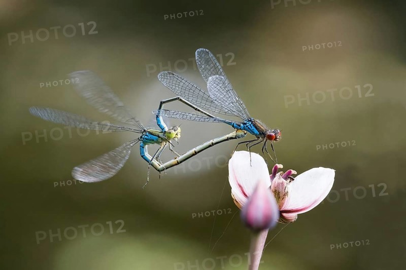 Mating, mating wheel of the Small Red-eyed Damselfly (Erythromma viridulum) on a flower of the flowering rush (Butomus umbellatus), Hesse, Germany, Europe