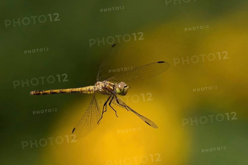 Close-up of a Black-tailed Skimmer (Orthetrum cancellatum), female, in flight against a blurred background of green and yellow tones, Hesse, Germany, Europe