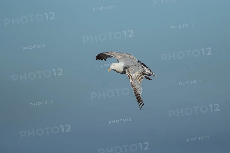 Herring gull (Larus argentatus) adult bird in flight, Suffolk, England, United Kingdom, Europe