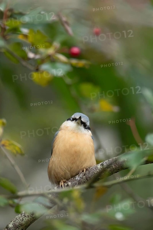 Eurasian nuthatch (Sitta europaea) adult bird sleeping on a Hawthorn tree branch, Wales, United Kingdom, Europe