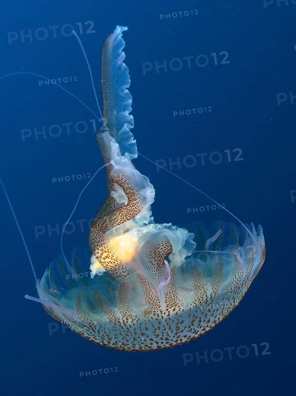 Luminous jellyfish (Pelagia noctiluca) floats in the deep blue ocean with elegant tentacles. Dive site Giens Peninsula, Provence Alpes Côte d'Azur, France, Europe. Unicoloured blue background, Europe