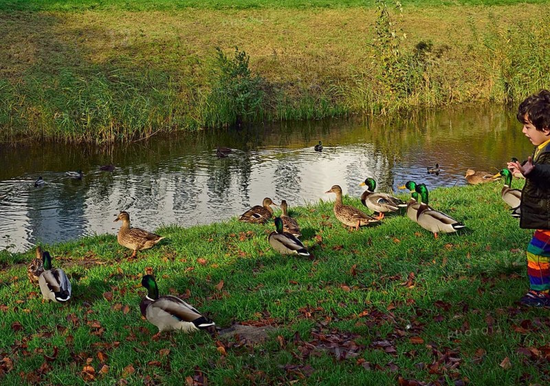 Europe, Germany, Schleswig-Holstein, Ahrensburg, moated castle Ahrensburg, autumn, front facade, built around 1595, late Renaissance, waterfowl in the castle park, Hamburg, Hamburg, Federal Republic of Germany, Europe