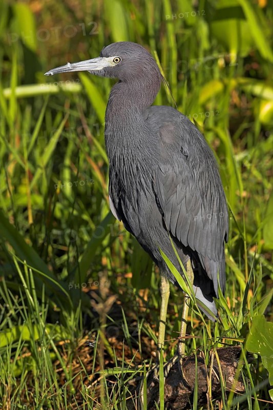 Great Blue Heron, (Egretta caerulea), Anhinga Trail, Everglades NP, Everglades NP, Florida, USA, North America