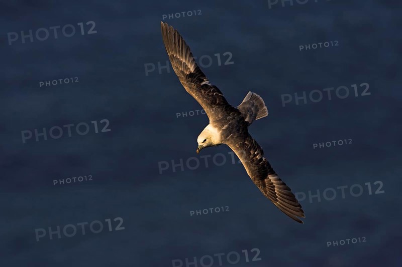 Fulmar, (Fulmarus glacialis), Heligoland, island of Heligoland, Schleswig-Holstein, Federal Republic of Germany