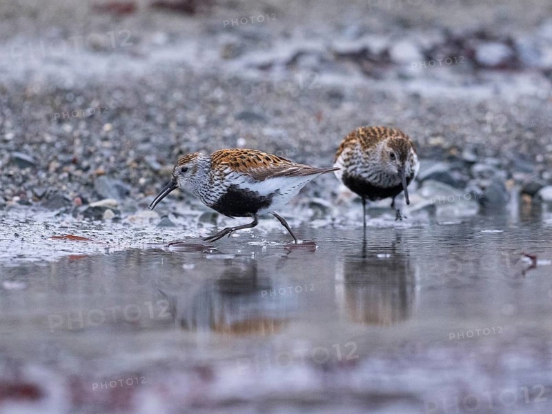 Dunlin (Calidris alpina) two adult birds, searching for food in a rock pool, at low tide, at midnight, May, Varangerfjord, Finnmark, Norway, Europe
