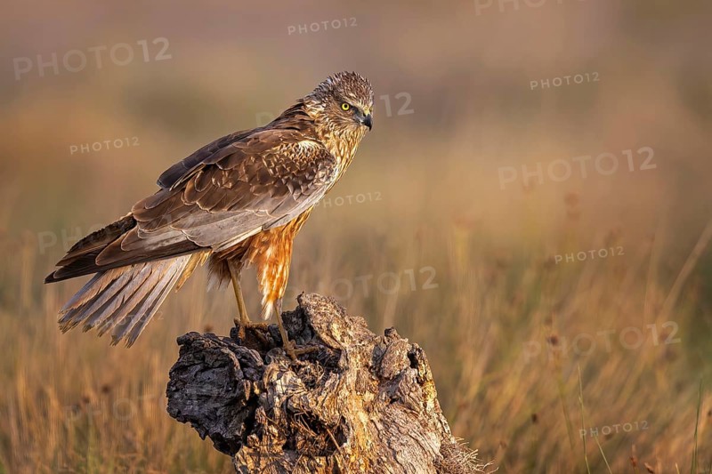 Marsh harrier (Circus aeruginosus) medium-sized bird of prey, male, hunting in reeds, looking for food, defending own territory, flying, threatening, threatening gesture, Toledo, Spain, Europe