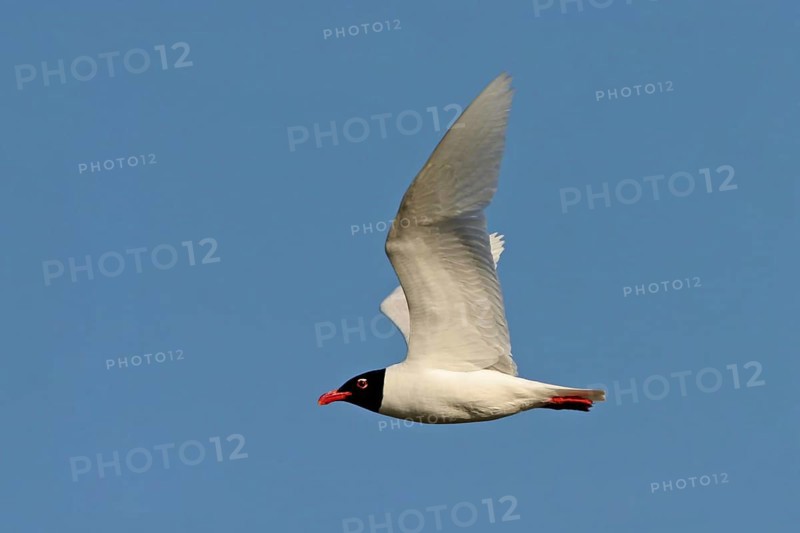 Herring Gull, (Larus melanocephalu), Apulia, Italy, Europe
