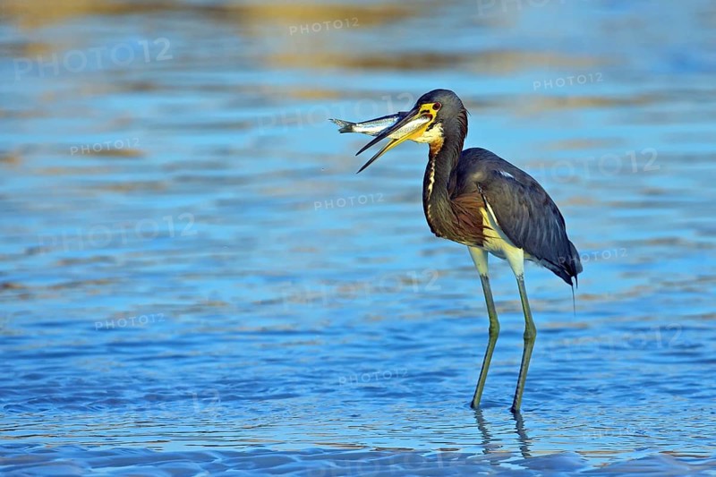 Tricolored heron (Egretta tricolor), foraging, Little Estero Lagoon, Sanibel Island, Florida, USA, North America
