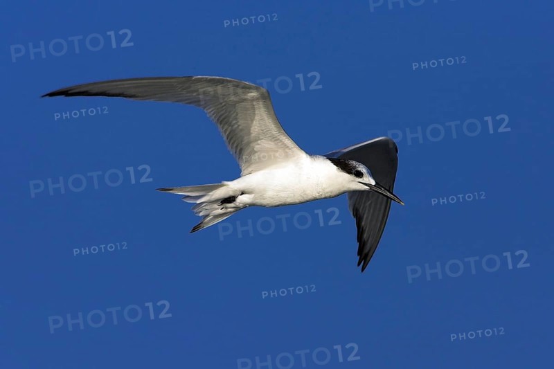Sandwich tern (Sterna sandvicensis), Bowman's Beach, Sanibel Island, Florida, USA, North America